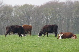 koeien in de wei